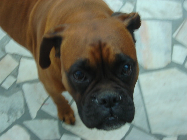 Alf .