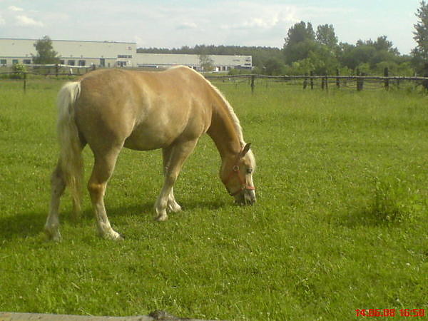 Moja Gracja :**
