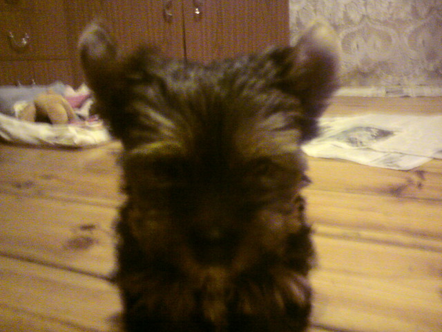 dubler