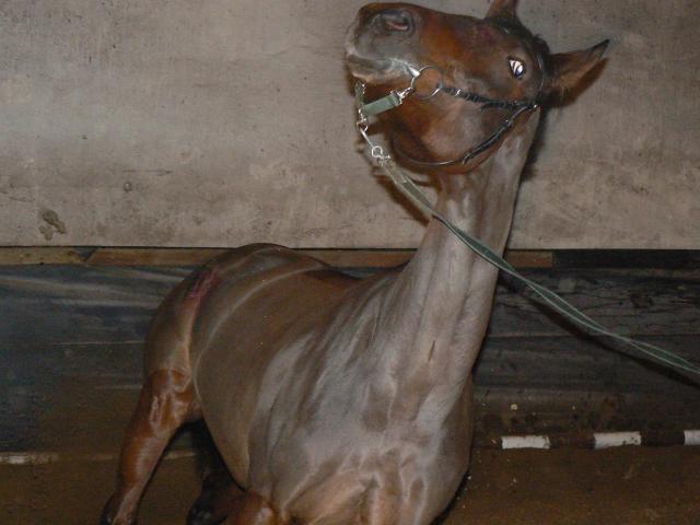 Wpis stables1