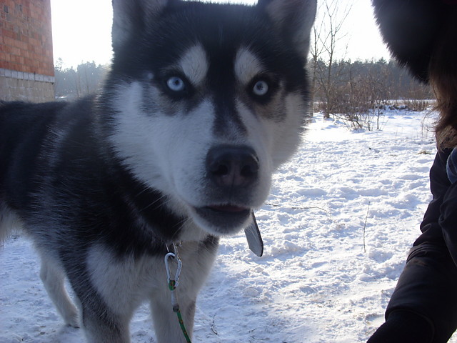 ares