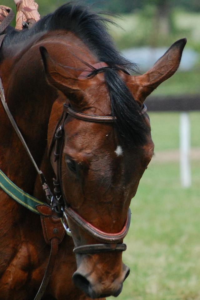 Wpis stables1