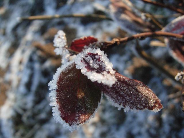 Frozen leafes