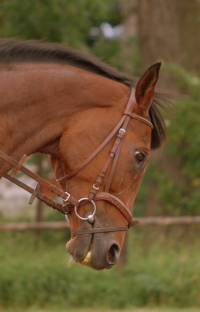 Wpis stables1