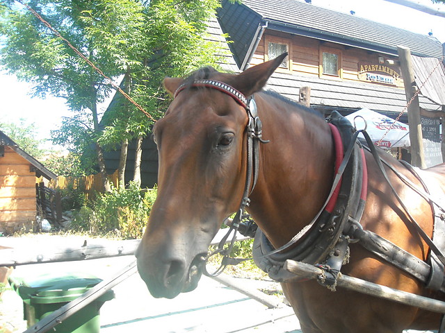 Wpis stynka97
