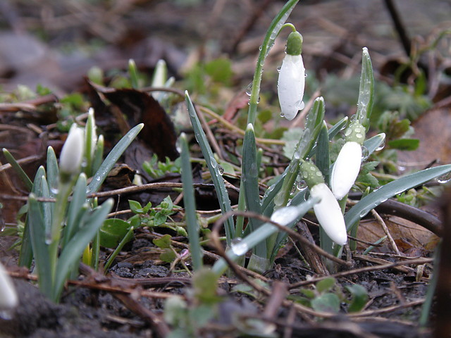 raindrops on snowdrops.