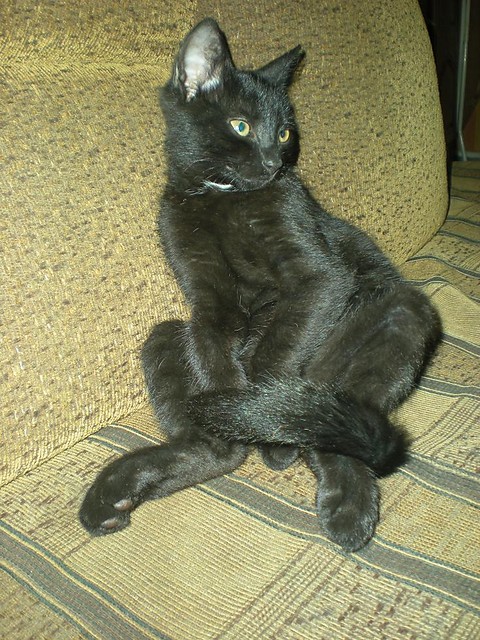 Kotek