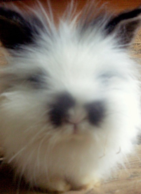 Gustaw.