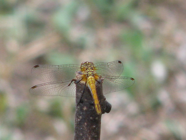 Waka