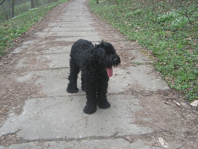 Moj Piesiu:):*