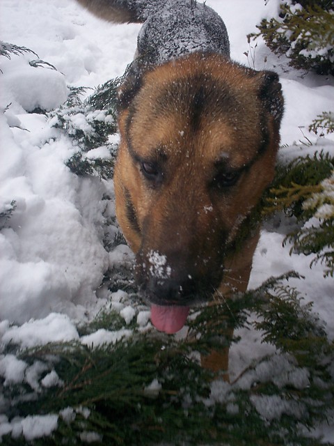 mj piesek :) 