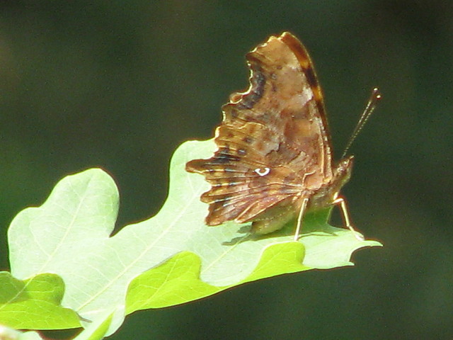 Motyl