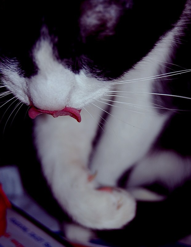 Kicia.