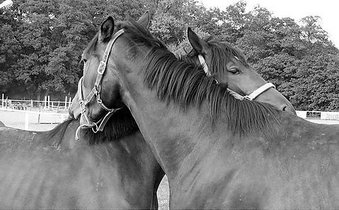 Desire i Zair