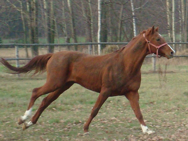 Ariozo  :)