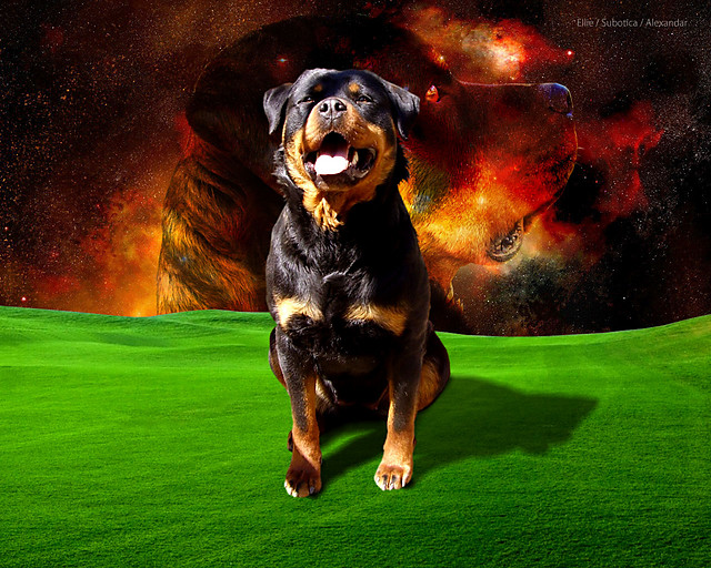 ROTTWEILER