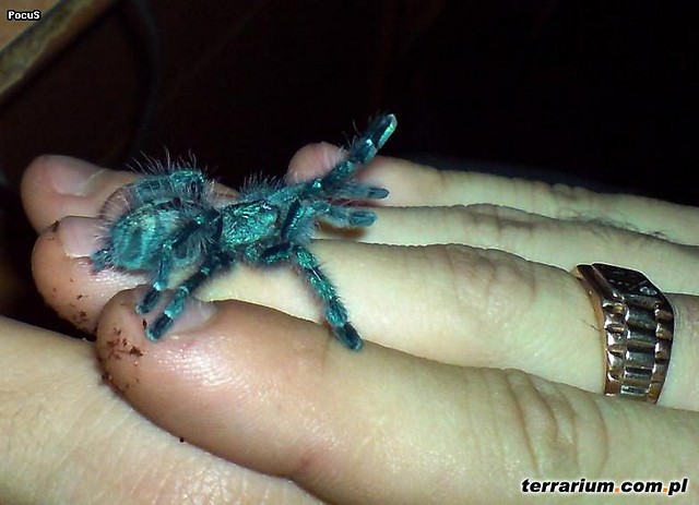 Avicularia versicolor