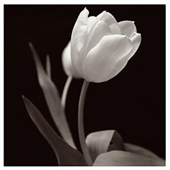 Tulipan 