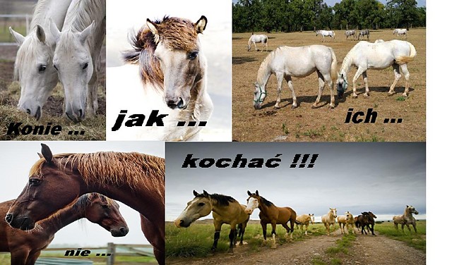 Wpis kotus97