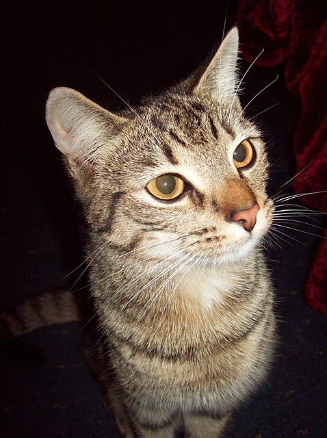 Zuza