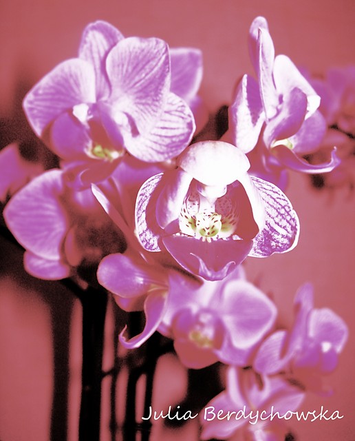 Orchid