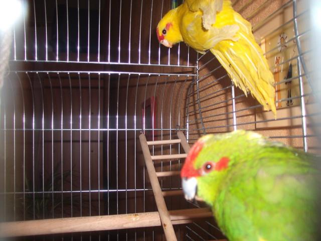 Wpis koko21