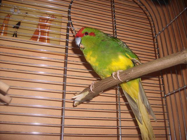 Wpis koko21