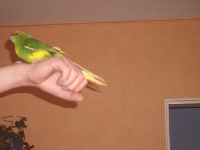 Wpis koko21