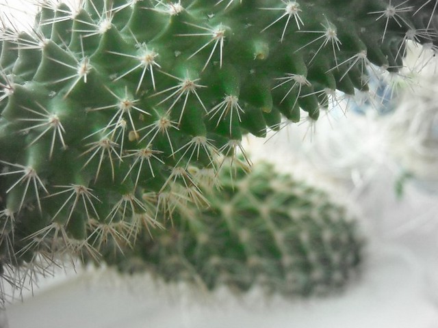 Wpis platynqa