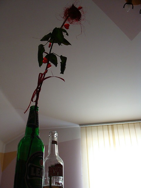 a kiss form a rose