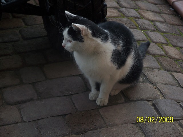 Kicia moja:P