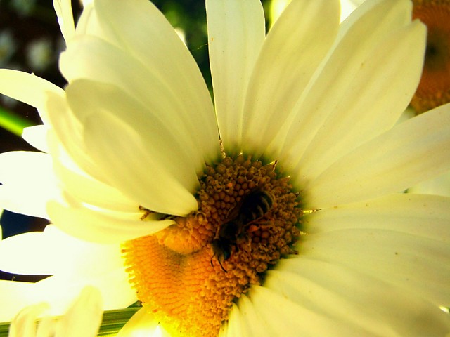 sunny.