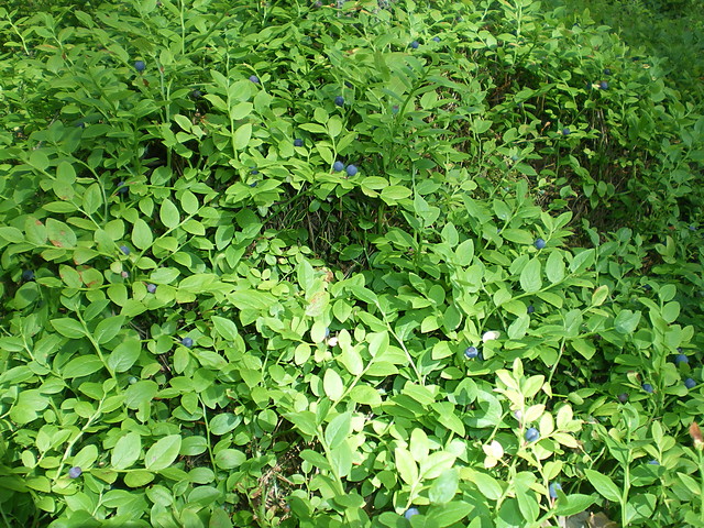 Wpis sylwunka76