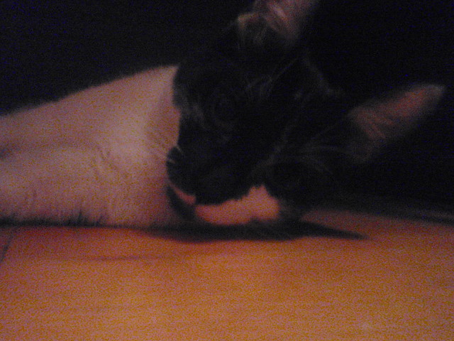Saru