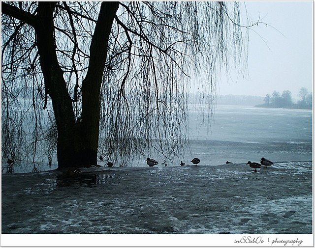 Wpis inssidde001