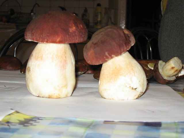 grzbki cholucynki