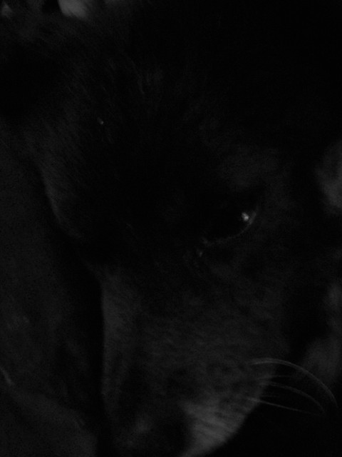 Misiu