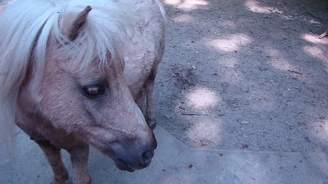 Krakowskie zoo