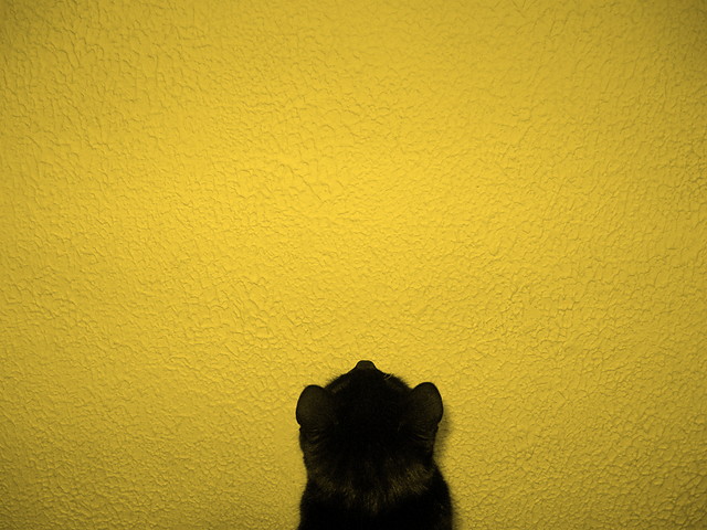 Yellow&Black