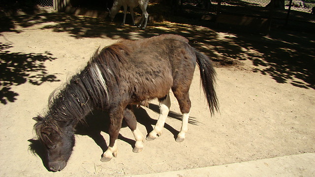 ZOO