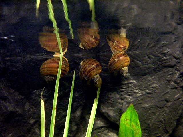 limaki 