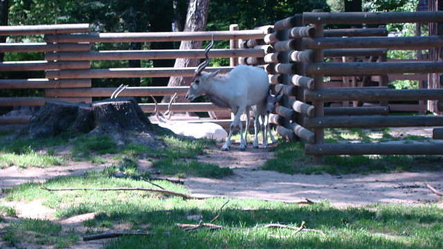 ZOO
