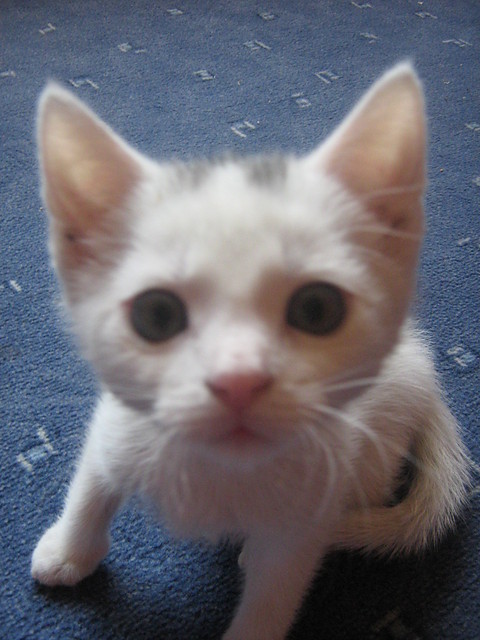 Romeo ;)
