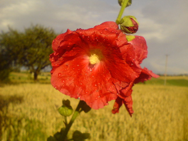 smell of suMMer. =]