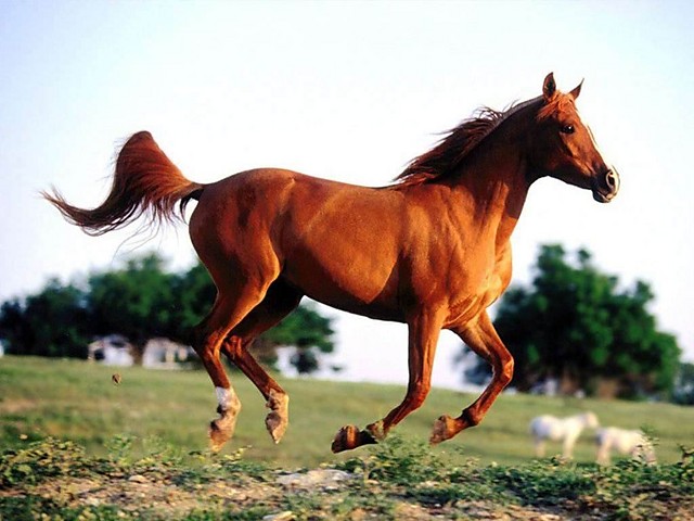 Konik