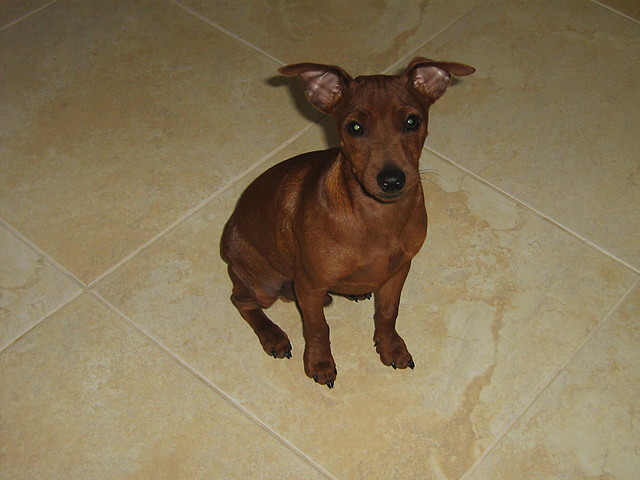 Maniu:*