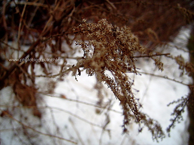 a'la wiosna.