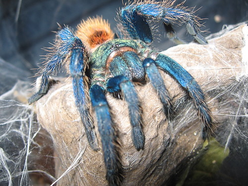 Chromka