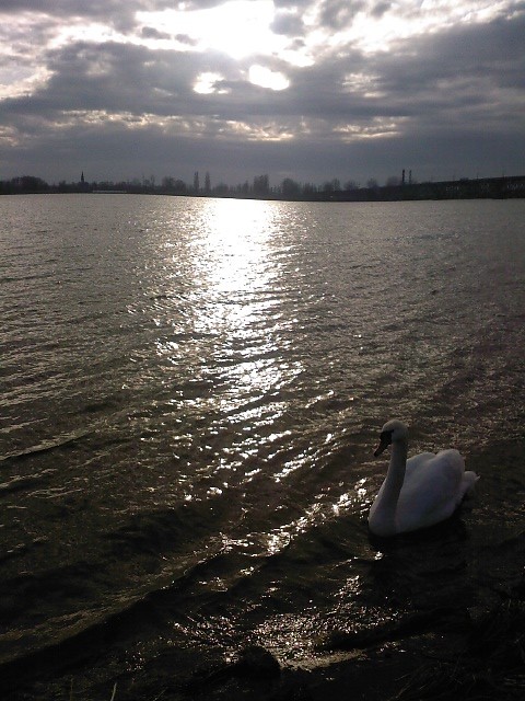 wolny dzie 