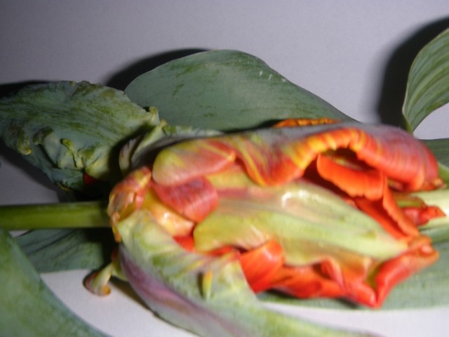 tulips